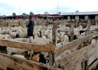 Le marché aux petits ruminants